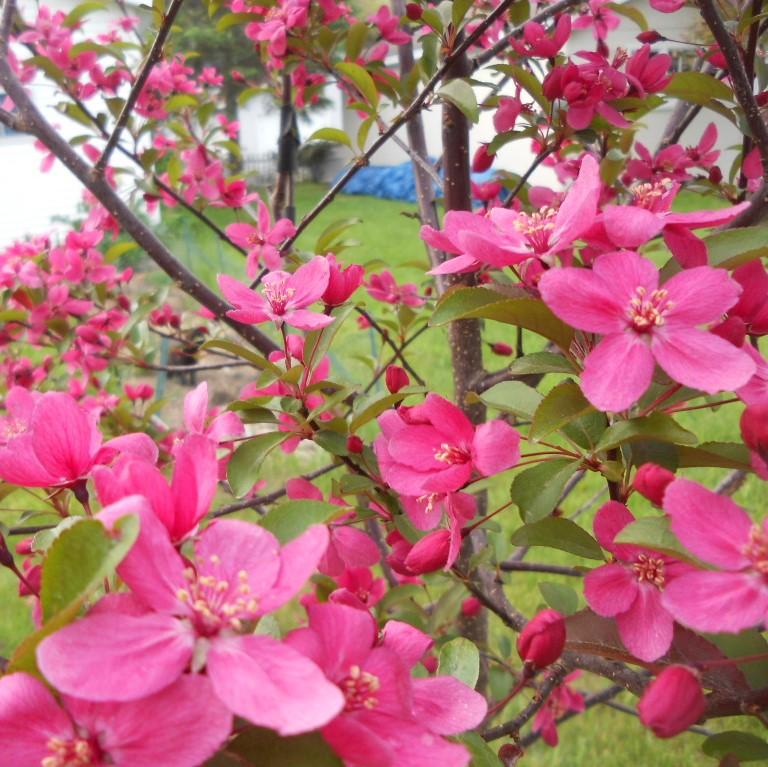 Malus 'Prairifire' ~ Prairi Fire Crabapple