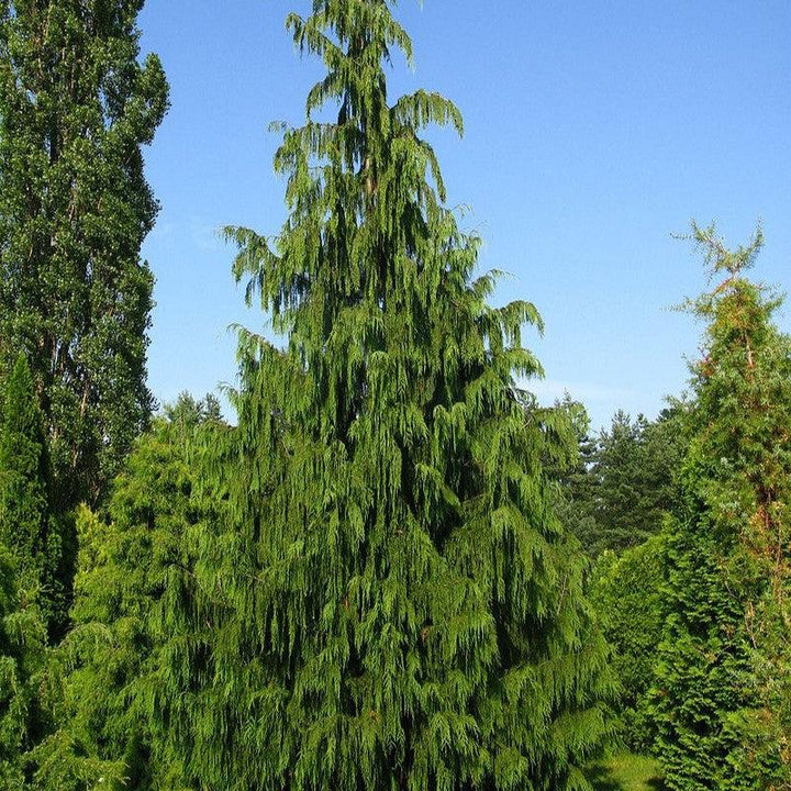 Chamaecyparis nootkatensis 'Pendula' ~ Weeping Alaska Cedar