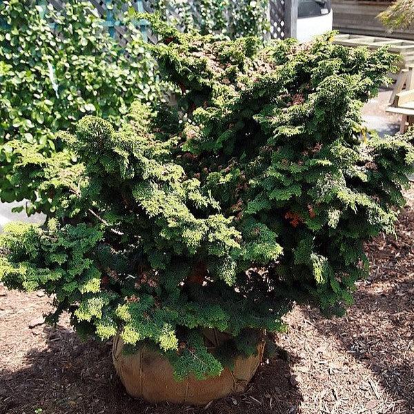 Chamaecyparis obtusa 'Kosteri' ~ Kosteri Hinoki Cypress