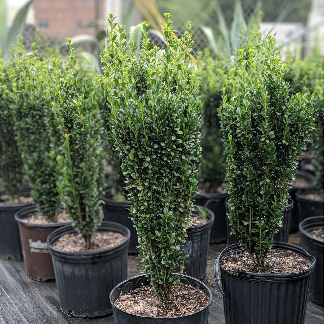 Ilex crenata 'Sky Pencil' ~ Sky Pencil Japanese Holly