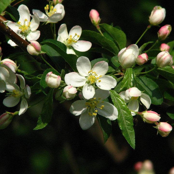 Malus sargentii ~ Sargent Crabapple