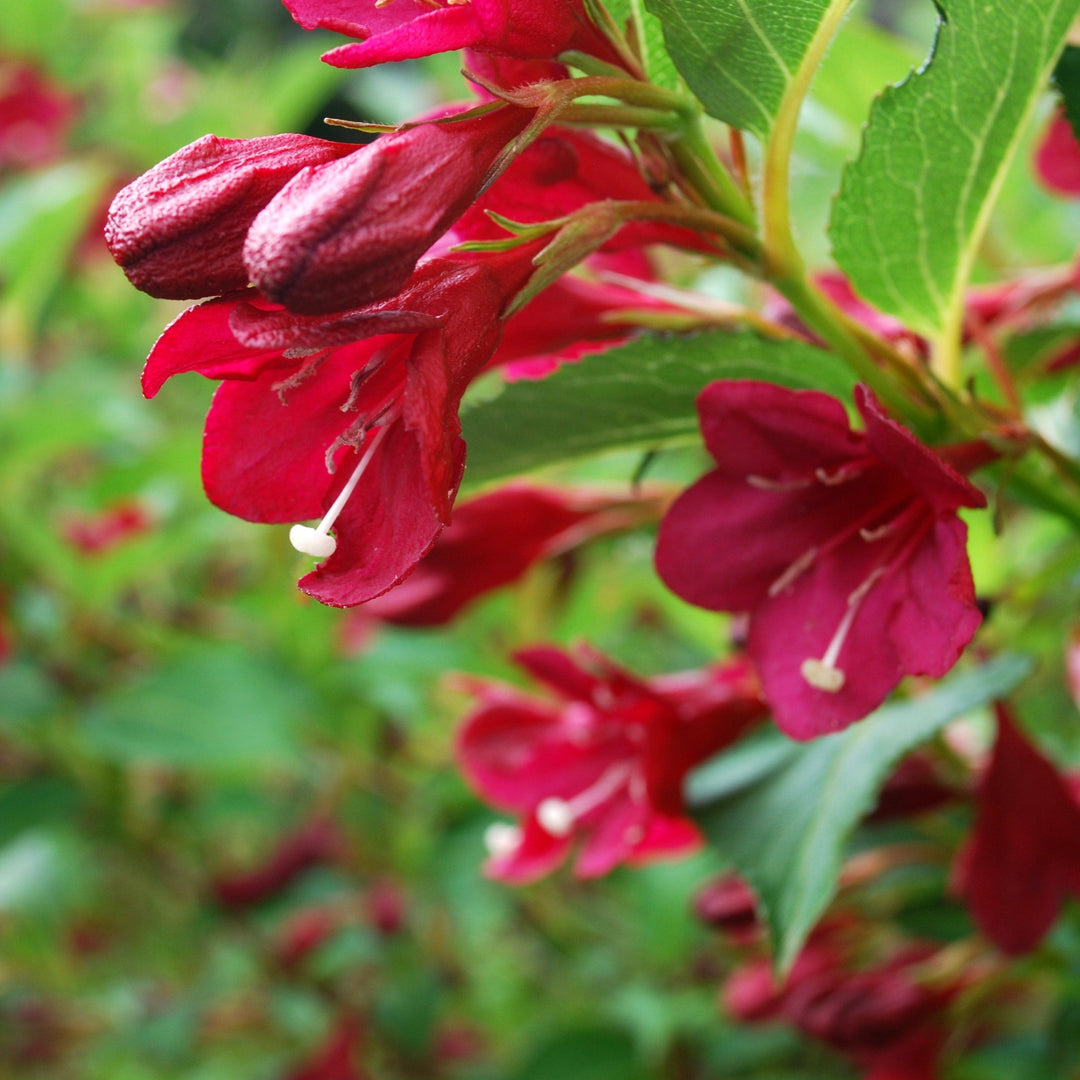 Weigela x 'Slingco 2' ~ Maroon Swoon® Weigela