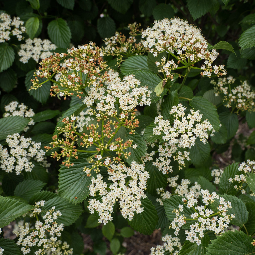 Viburnum dentatum 'Ralph Senior' ~ Autumn Jazz® Viburnum