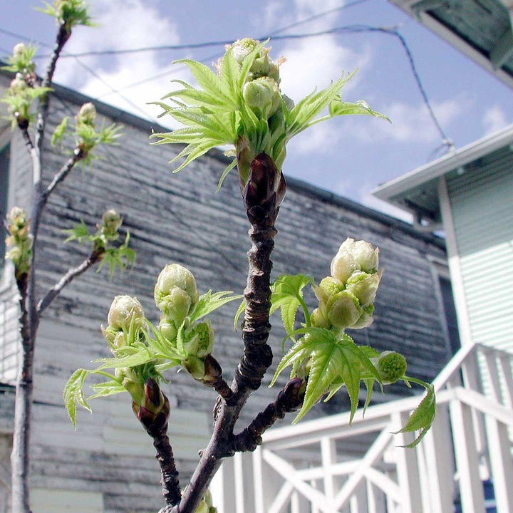 Liquidambar styraciflua ~ Sweetgum