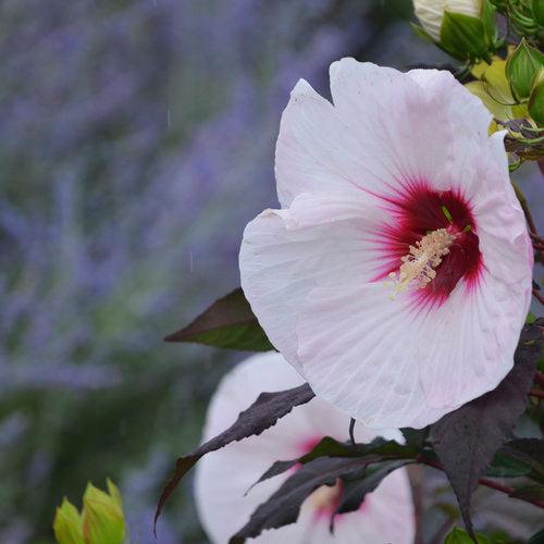 Hibiscus 'Perfect Storm' PP27,880 ~ Summerific® Perfect Storm Hibiscus