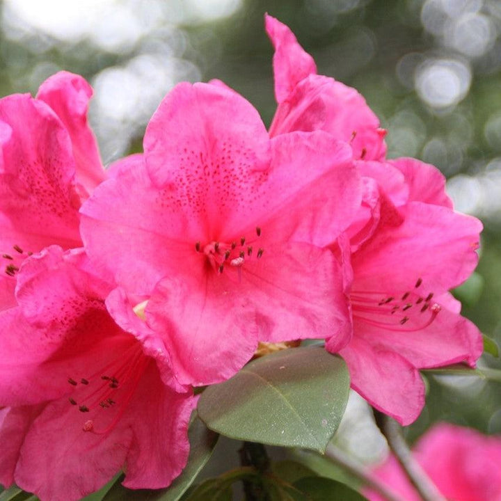 Rhododendron 'Anna Rose Whitney' ~ Anna Rose Whitney Rhododendron