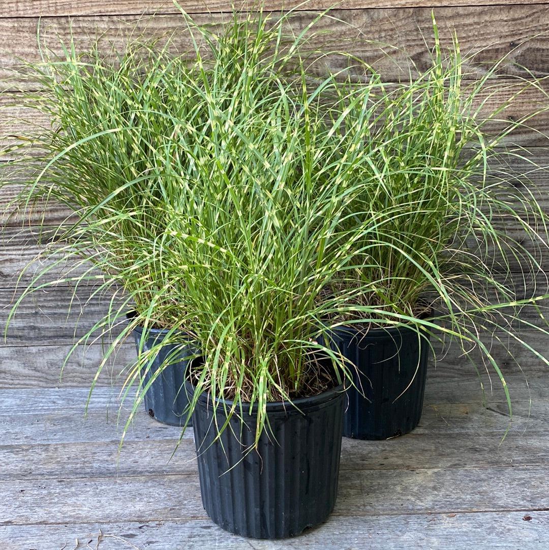 Miscanthus sinensis 'Little Zebra' ~ Little Zebra Maiden Grass