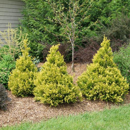 Chamaecyparis pisifera 'FARROWCGMS' ~ Soft Serve® Gold False Cypress