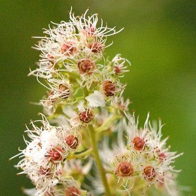 Spiraea alba ~ Meadowsweet