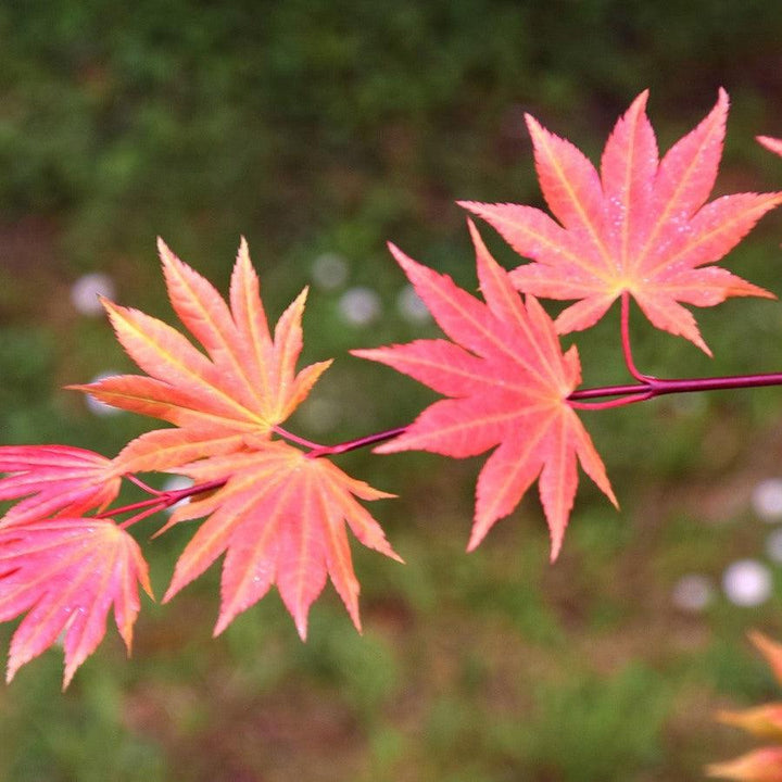 Acer shirasawanum 'Autumn Moon' ~ Autumn Moon Japanese Maple