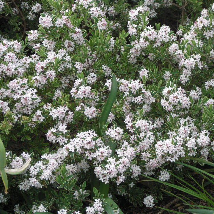 Daphne x burkwoodii 'Carol Mackie' ~ Carol Mackie Daphne