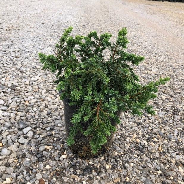 Juniperus conferta 'Blue Pacific' ~ Blue Pacific Shore Juniper