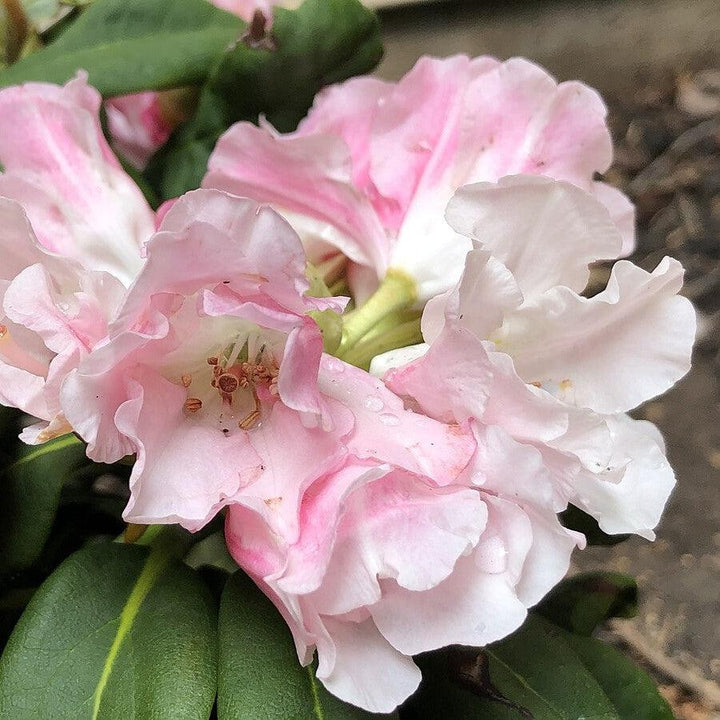 Rhododendron yakushimanum 'Yaku Princess' ~ Yaku Princess Rhododendron