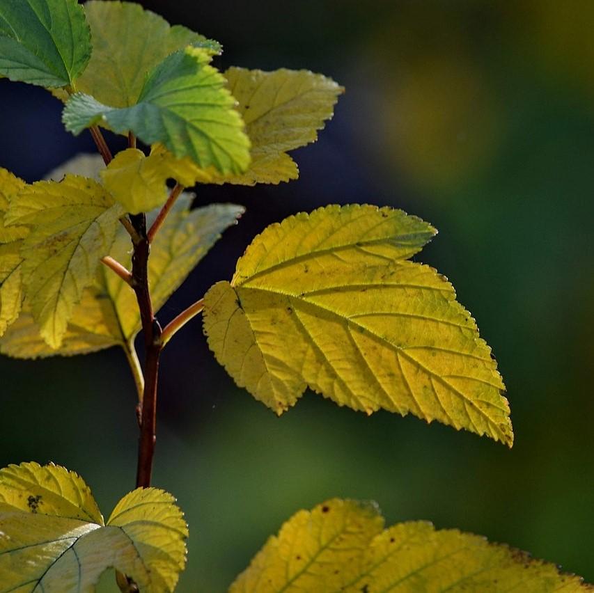 Physocarpus opulifolius ~ Atlantic Ninebark