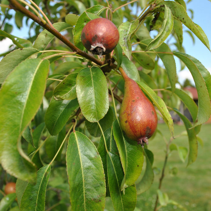 Pyrus communis 'Red D'Anjou' ~ Red D'Anjou Pear