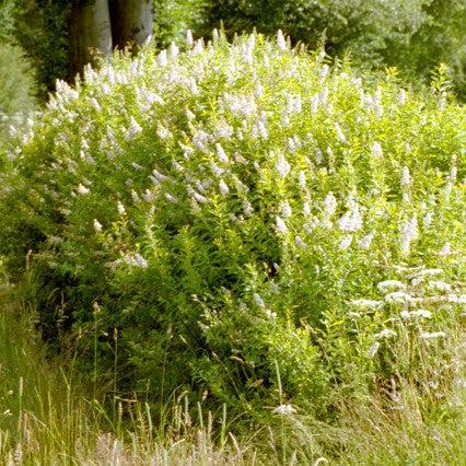 Spiraea alba ~ Meadowsweet