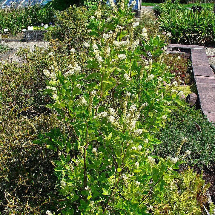 Clethra alnifolia ~ Summersweet, Sweet Pepperbush