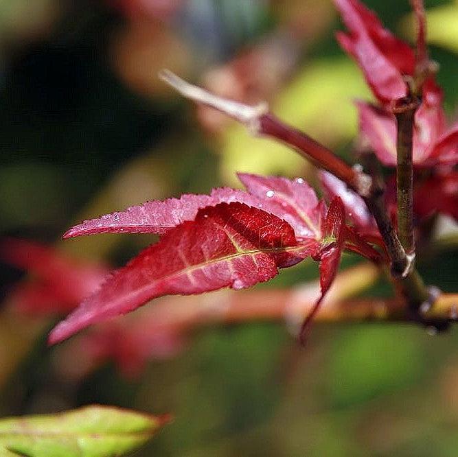 Acer palmatum 'Fireglow' ~ Fireglow Japanese Maple