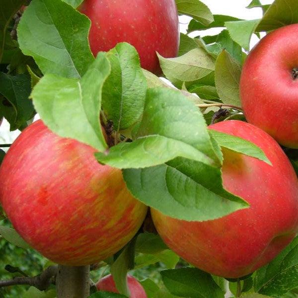 Malus pumila 'Honeycrisp' ~ Honeycrisp Apple