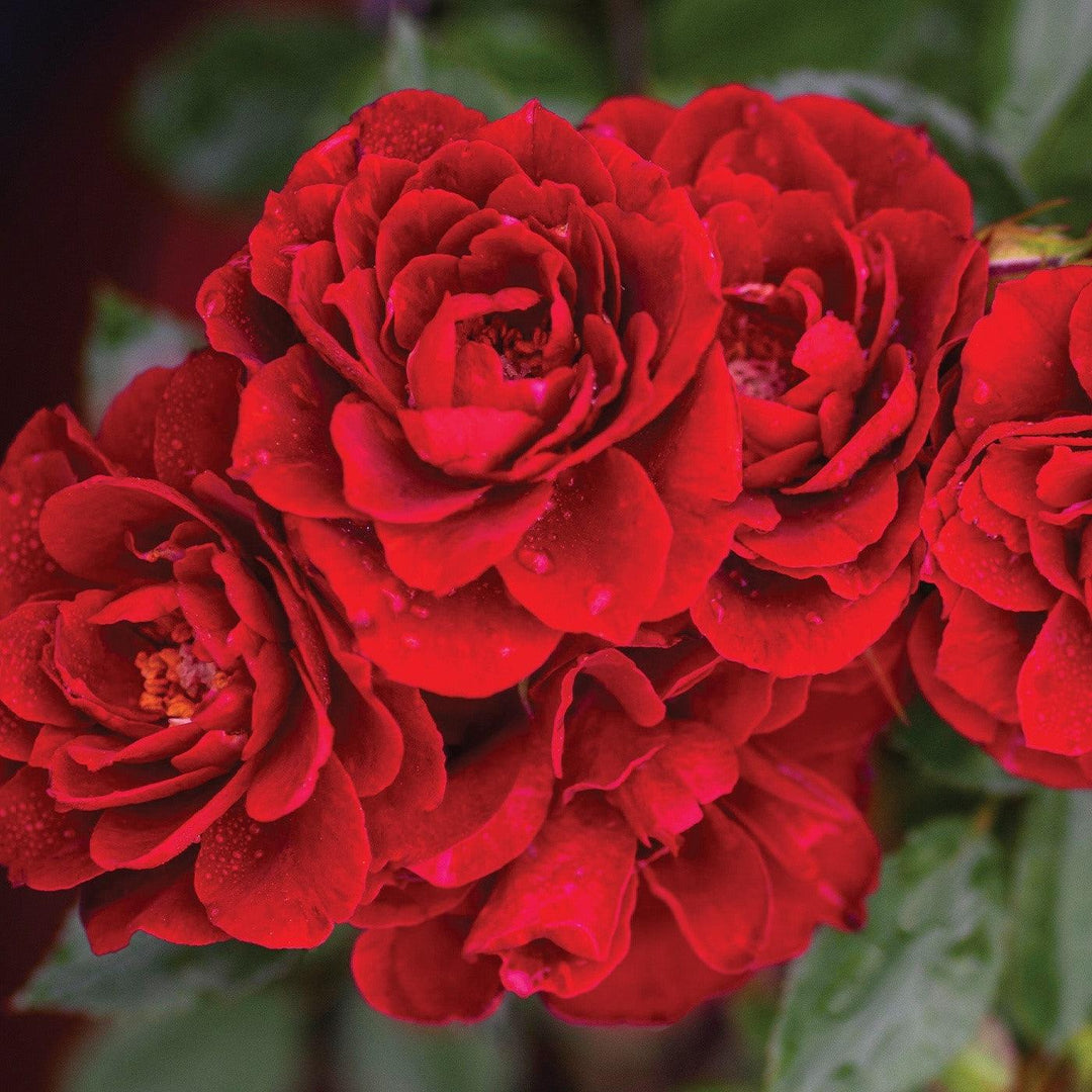 Rosa 'Meirutral' ~ Sunblaze® Red Rose