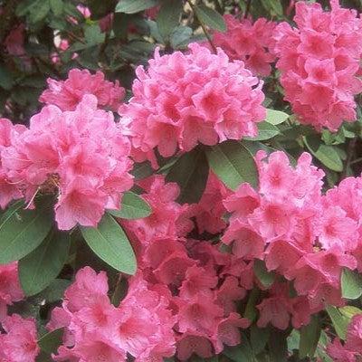 Rhododendron 'Anna Rose Whitney' ~ Anna Rose Whitney Rhododendron