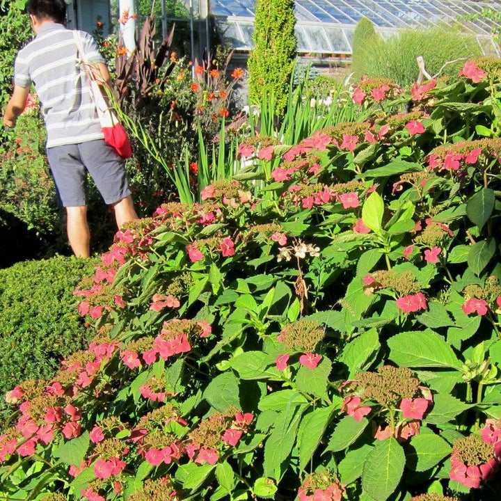 Hydrangea macrophylla 'Tokyo Delight' ~ Tokyo Delight Hydrangea