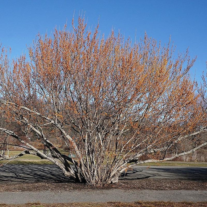 Hamamelis vernalis ~ Ozark Witch Hazel