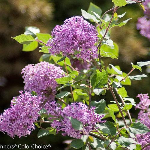 Syringa x 'Penda' ~ Bloomerang® Purple Lilac