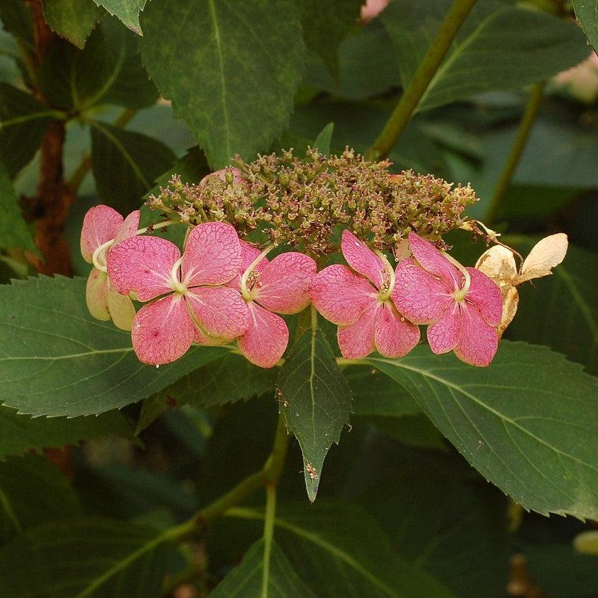 Hydrangea macrophylla 'Tokyo Delight' ~ Tokyo Delight Hydrangea