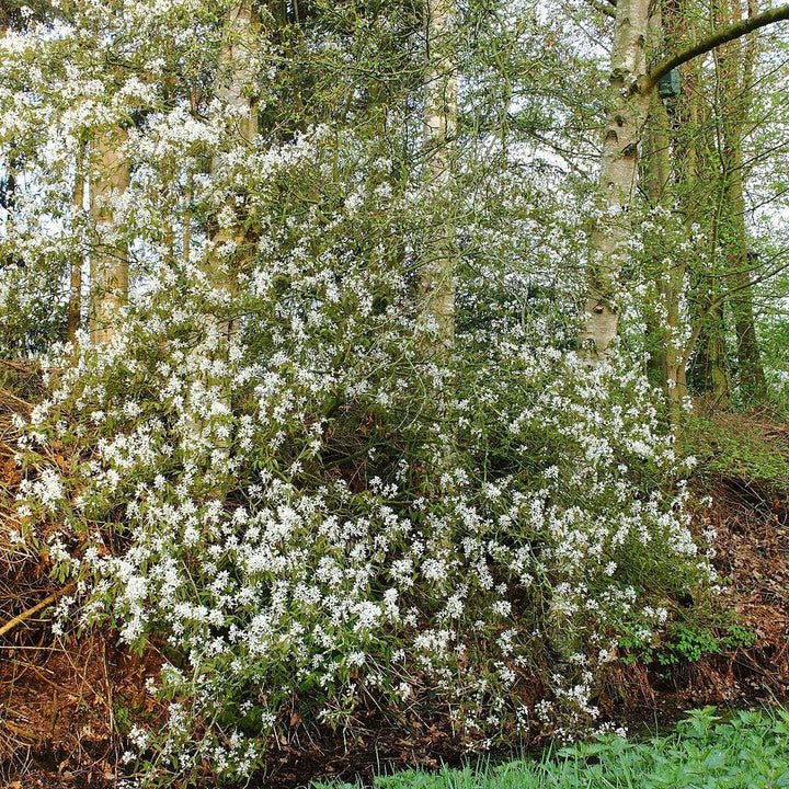 Amelanchier sp. ~ Serviceberry