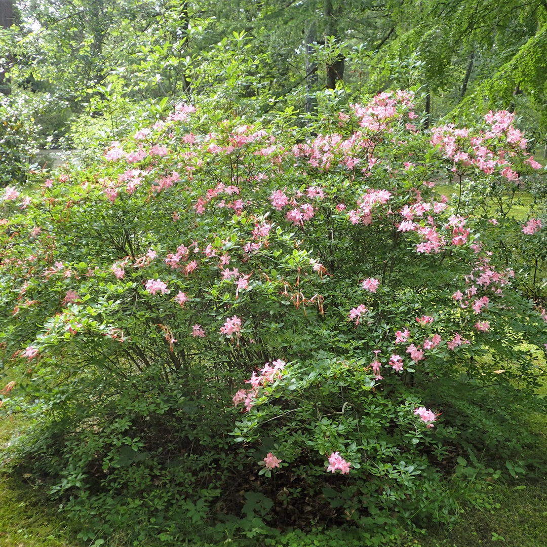 Rhododendron arborescens 'Pink And Sweet' ~ Pink N Sweet Azalea