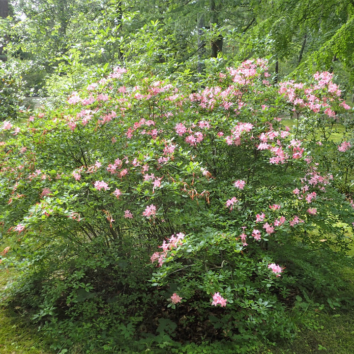 Rhododendron arborescens 'Pink And Sweet' ~ Pink N Sweet Azalea