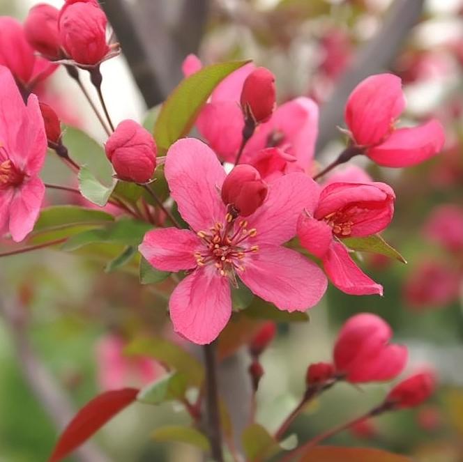 Malus 'Prairifire' ~ Prairi Fire Crabapple