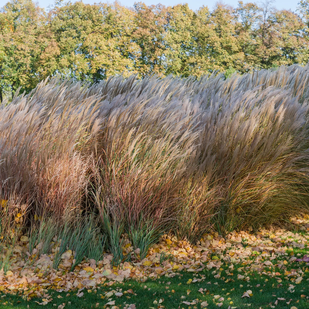 Miscanthus sinensis 'Huron Sunrise' ~ Huron Sunrise Maiden Grass