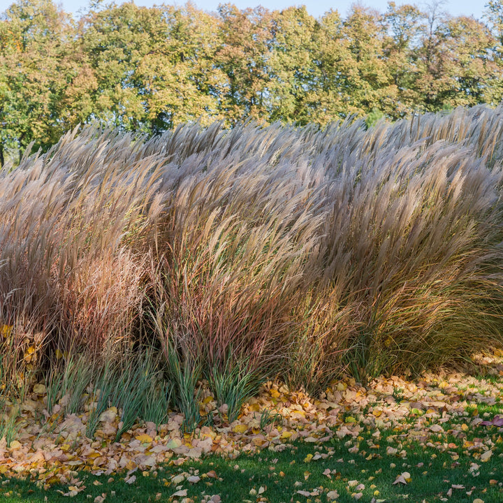 Miscanthus sinensis 'Huron Sunrise' ~ Huron Sunrise Maiden Grass