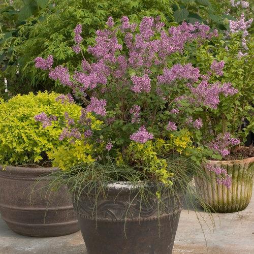 Syringa x 'Penda' ~ Bloomerang® Purple Lilac