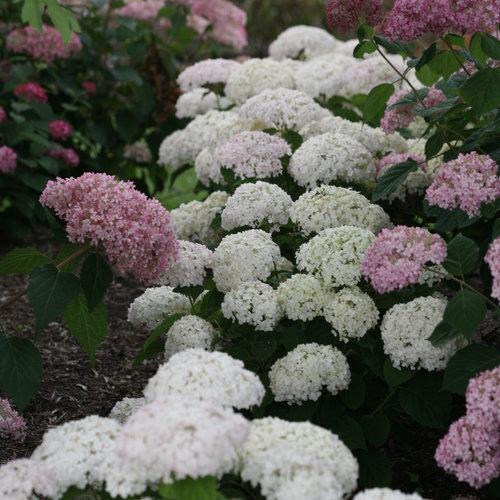 Hydrangea 'Invincibelle Wee White'