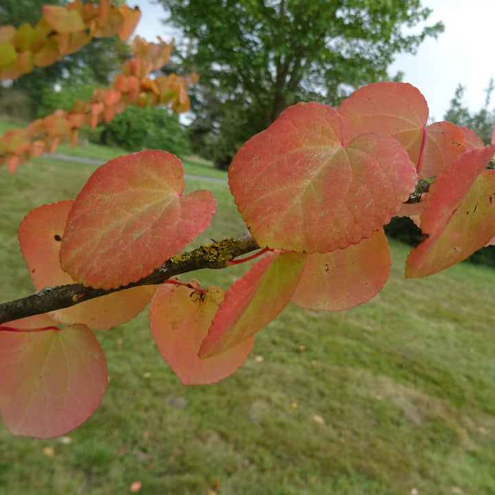 Cercidiphyllum japonicum ~ Katsura Tree