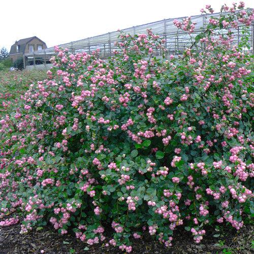 Symphoricarpos 'Sofie' ~ Proud Berry® Coralberry