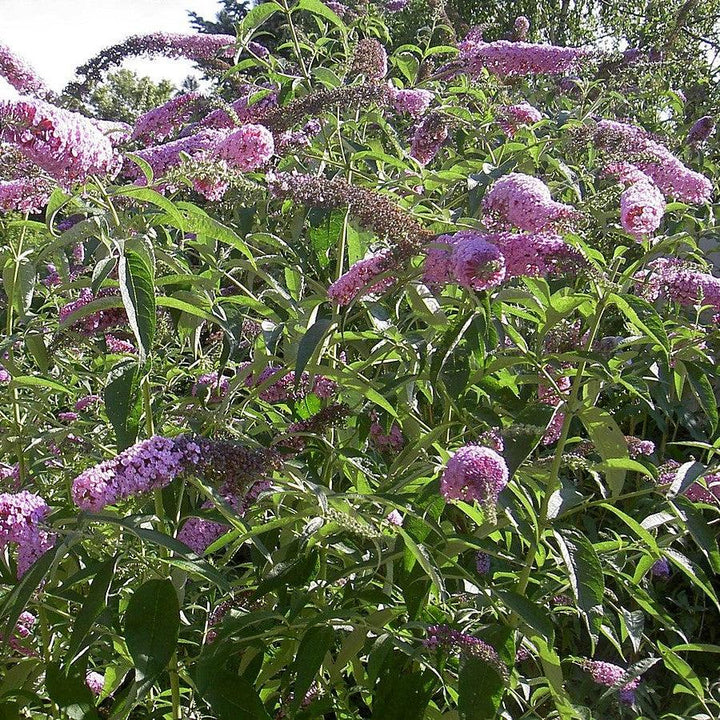 Buddleja davidii ~ Butterfly Bush