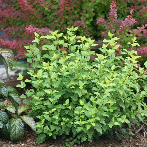 Physocarpus opulifolius 'SMNPOTWG' ~ Tiny Wine® Gold Ninebark