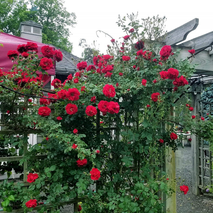 Rosa 'RADramblin' ~ Ramblin' Red® Rose