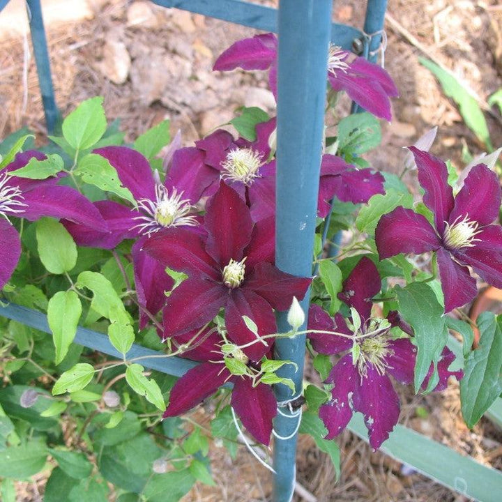 Clematis sp. ~ Clematis