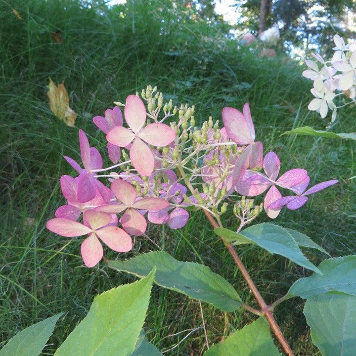 Hydrangea paniculata 'Phantom' ~ Tidal Wave™ Hydrangea