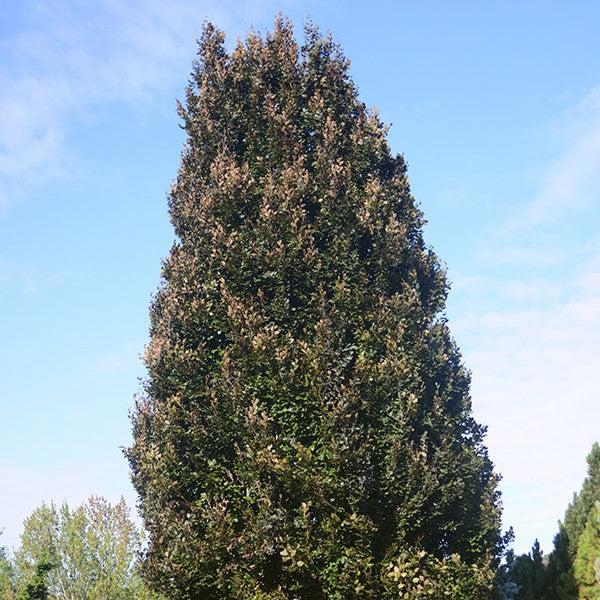 Fagus sylvatica 'Red Obelisk' ~ Red Obelisk Beech