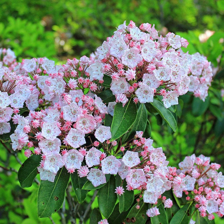 Kalmia latifolia 'Good Show' ~ Good Show Mountain Laurel