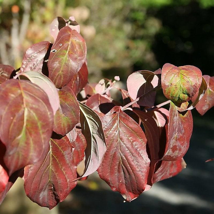 Cornus florida 'Cherokee Chief' ~ Cherokee Chief Dogwood