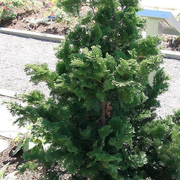 Chamaecyparis obtusa 'Compacta' ~ Compact Hinoki Cypress