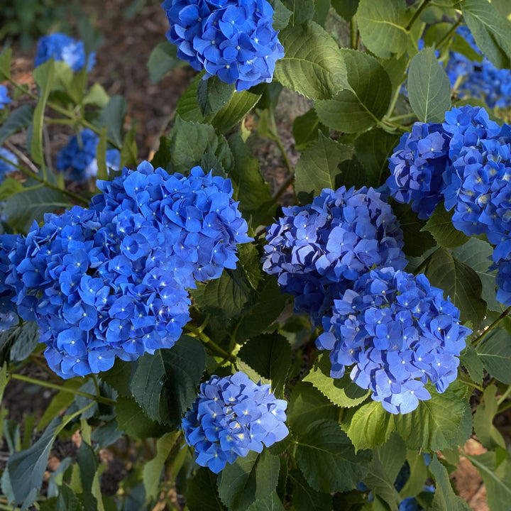 Hydrangea macrophylla 'Mathilda Gutges' ~ Mathilda Gutges Hydrangea