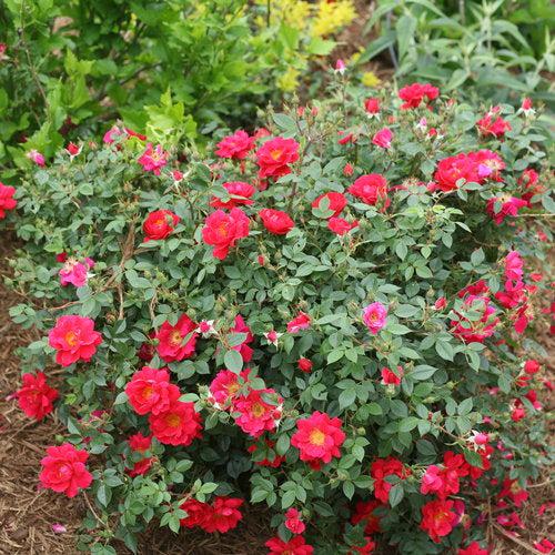 Rosa x 'ChewPatout' ~ Oso Easy® Urban Legend® Rose